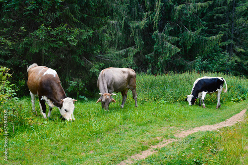 Cows and bull graze in a meadow. Dense coniferous forest in the background.