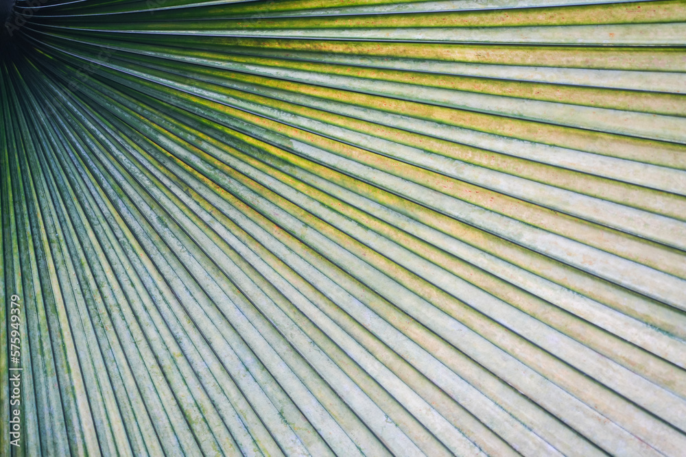 Obraz premium Close up of a palm leaf in green color. Background and texture template. 