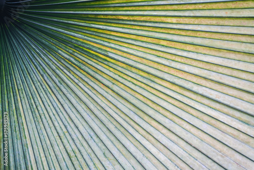 Close up of a palm leaf in green color. Background and texture template. 