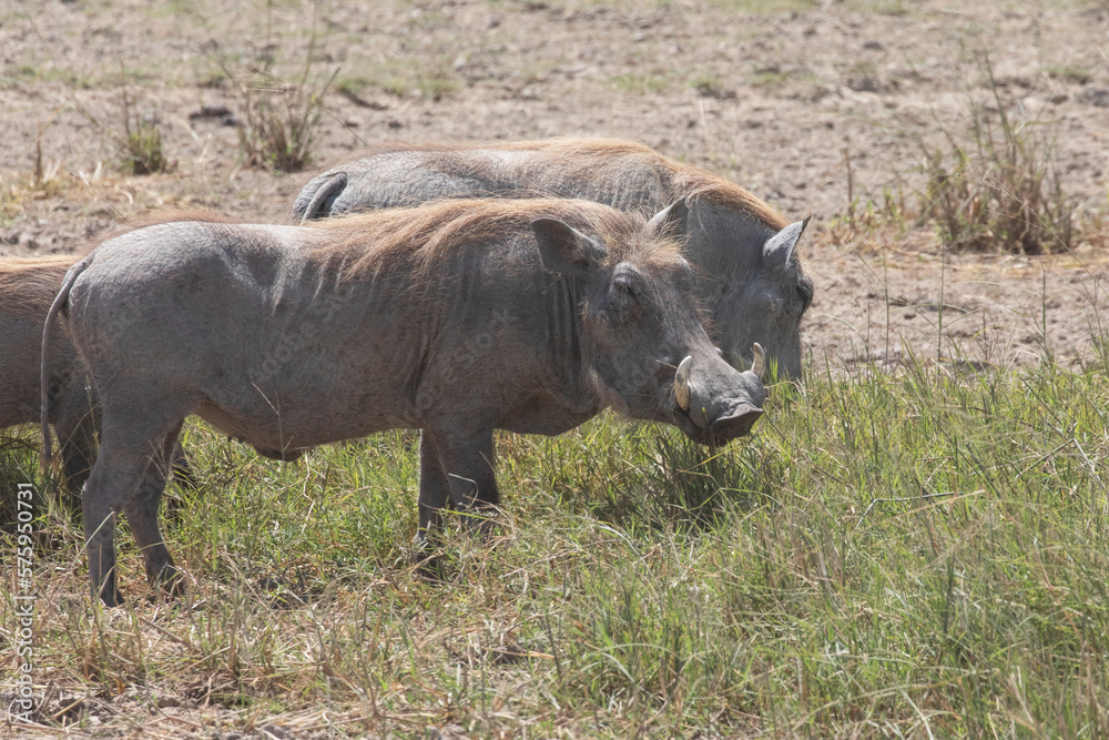 A wild warthog takes a break from grazing.