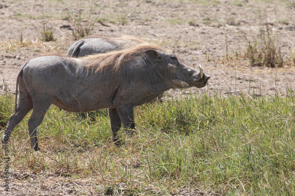 A wild warthog takes a break from grazing. A wild warthog takes a break from grazing.