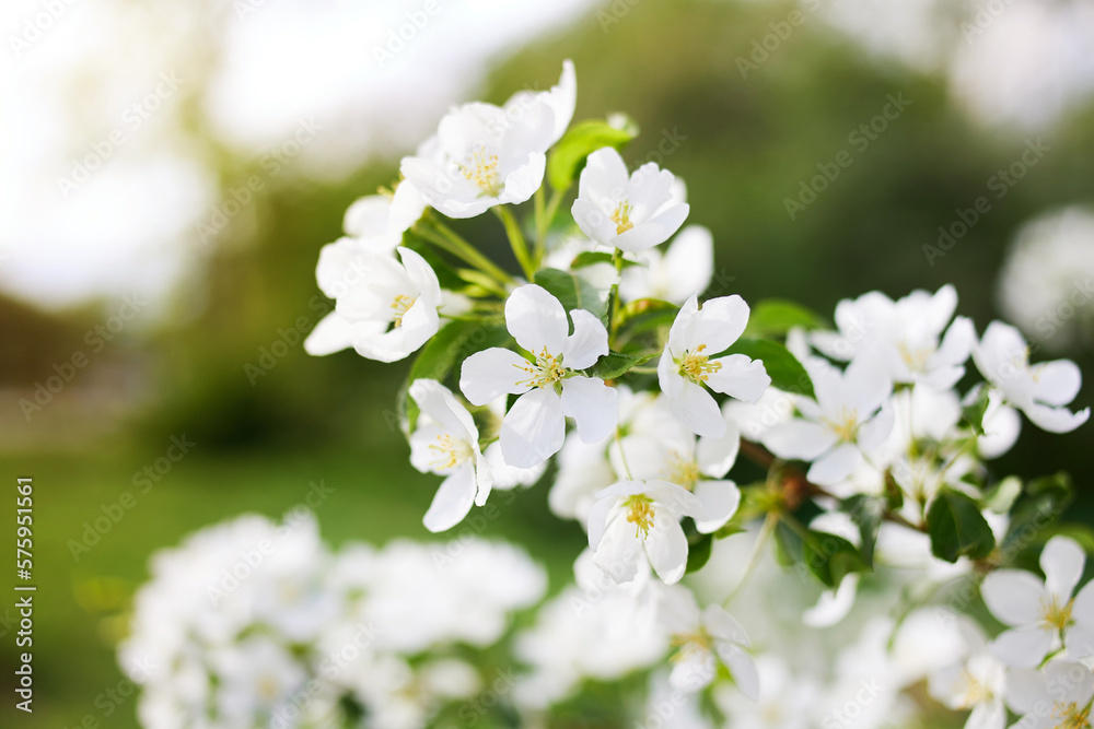 A branch of a blooming apple tree on a sunny spring day. Selective focus. 