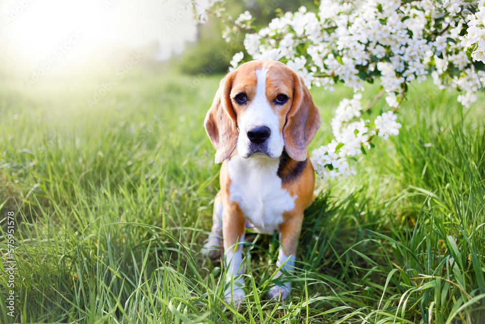 A beagle dog in the park in a sunny clearing near a blooming apple tree. Spring background.