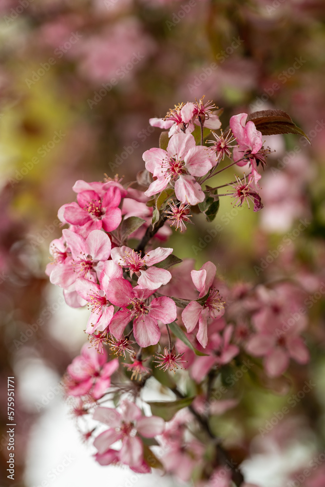 pink cherry blossom in spring