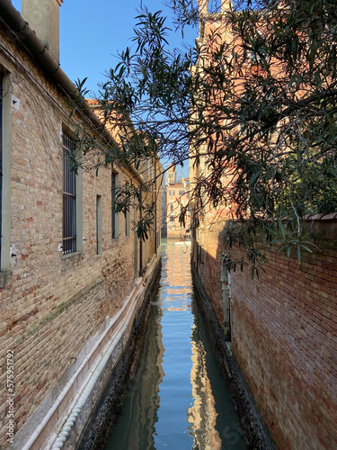 olive tree branches over narrow canal in Venice city in Dorsoduro district at sunny winter morning © vvoe