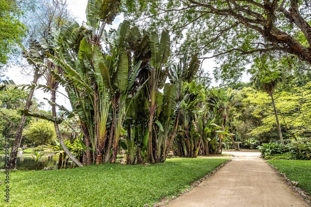 Beautiful view of the flora in the Botanical Garden, Jardim Botanico of Rio de Janeiro, Brazil