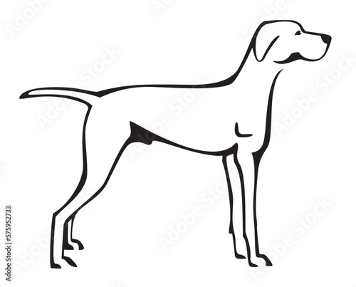 Hungarian Vizsla Dog Line Art