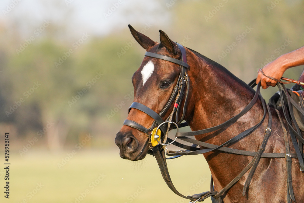 Fototapeta premium polo horse