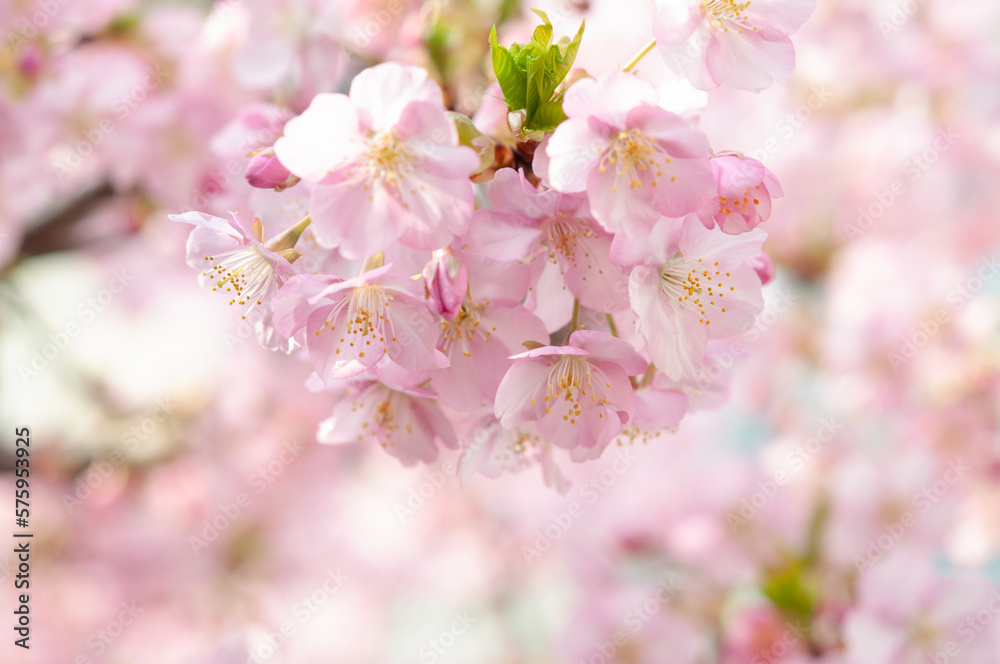 満開の桜の花　河津桜　日本の春