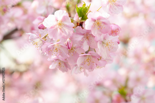 満開の桜の花 河津桜 日本の春