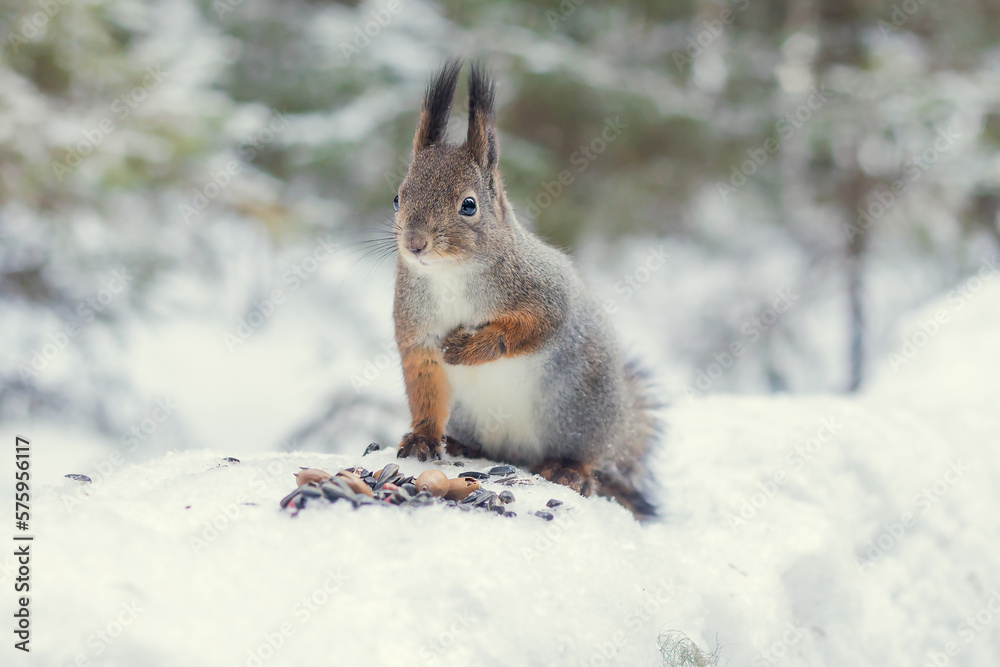 Forest fluffy squirrel sits on a snowdrift of fresh snow eating seeds, peanuts. Forest fluffy squirrel sits on a snowdrift of fresh snow eating seeds, peanuts.