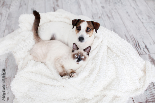 Cat and dog together under white plaid © Tatyana Gladskih