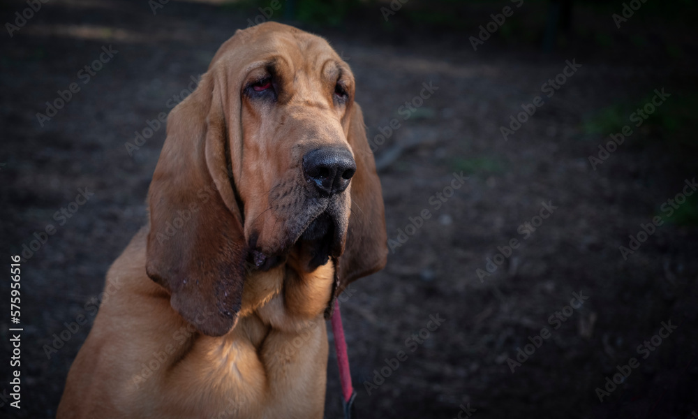 portrait of a dog bloodhound - rescue dig - obrazy, fototapety, plakaty 