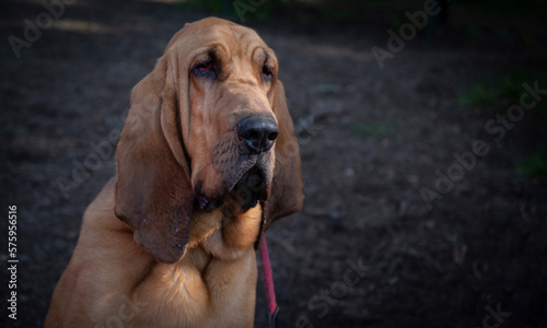 portrait of a dog bloodhound - rescue dig