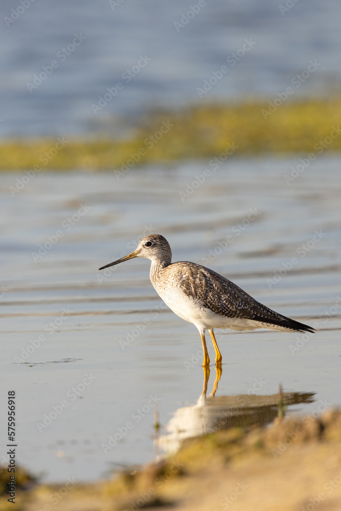 A shorebird, possibly a greater yellowlegs (Tringa melanoleuca) in Sarasota County, Florida A shorebird, possibly a greater yellowlegs (Tringa melanoleuca) in Sarasota County, Florida