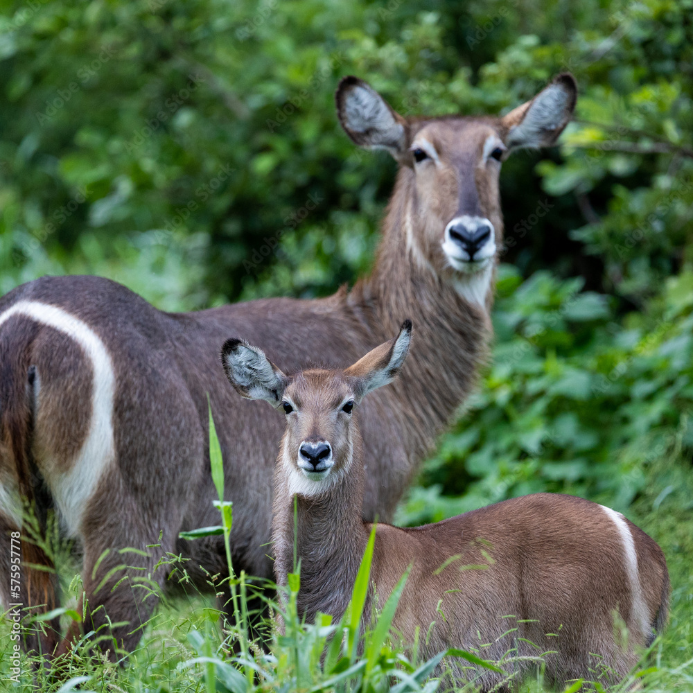 Fototapeta premium a waterbuck cow and calf