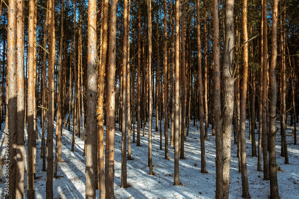 Pine forest. Trees in sun rays Look up view. Evergreen woodland. Fresh air full of ozone. Nature landscape. High and straight trunks. Pinewood at sunny winter weather. Industrial woods cultivation Pine forest. Trees in sun rays Look up view. Evergreen woodland. Fresh air full of ozone. Nature landscape. High and straight trunks. Pinewood at sunny winter weather. Industrial woods cultivation