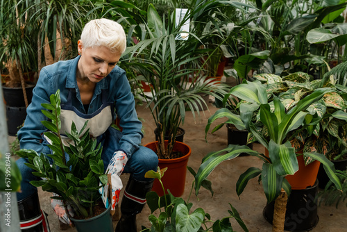 Caucasian happy female enjoy planting indoor space. Botanist busy replanting. Gardening and botany. Woman take care of and plant potted plants inside the house. Senior woman holding potted plant.