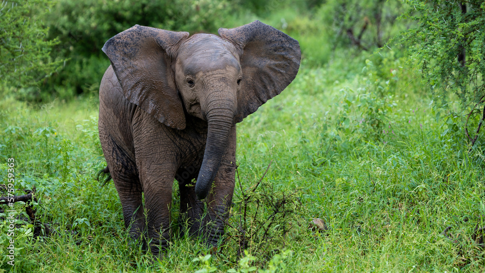 Naklejka premium a young African elephant calf