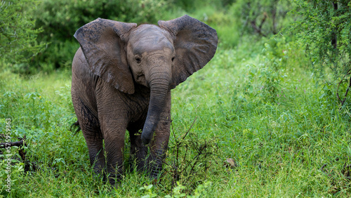 a young African elephant calf