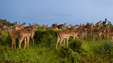 Impala herd with blue sky background