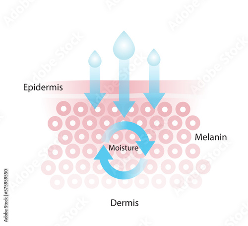 The mechanism of nutrient absorption through skin layer vector isolated on white background. Infographic of skin moisture. Skin care and beauty concept illustration.