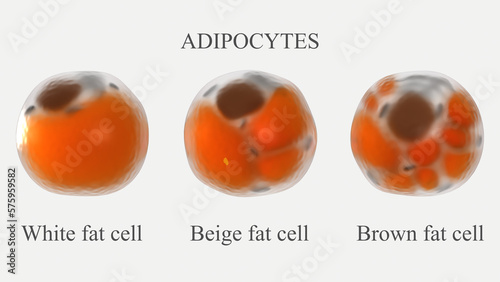 Adipocytes types 3d rendered illustration. Comparison of structural differences of white beige and brown types of human fat cells.