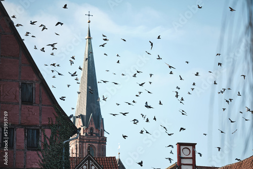 Pigeons flying over german city roofs. High quality photo