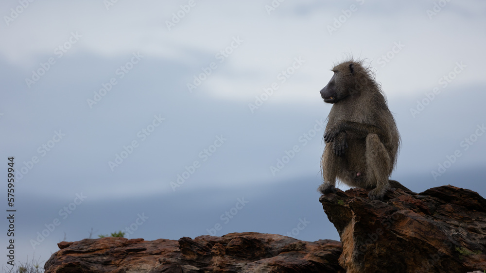 Chacma baboon male on a rocky outcrop