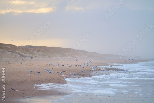 Flock of Seagulls on the beach in denmark. High quality photo photo