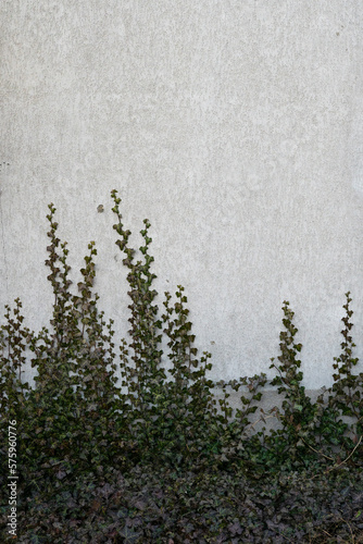 overgrown wall with green branches