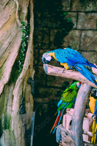 Couple of blue macaw parrots in the zoo photo