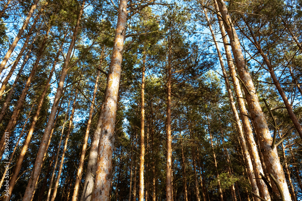 Pine forest. Tree crowns tops in sun rays on blue sky background. Look up view. Evergreen woodland. Fresh air full of ozone. Nature landscape. High and straight trunks. Pinewood at sunny weather Pine forest. Tree crowns tops in sun rays on blue sky background. Look up view. Evergreen woodland. Fresh air full of ozone. Nature landscape. High and straight trunks. Pinewood at sunny weather