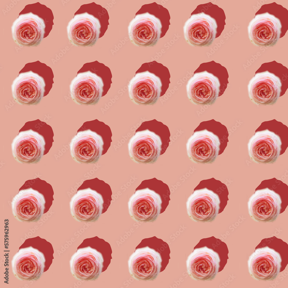 Fototapeta premium pink roses on pink background