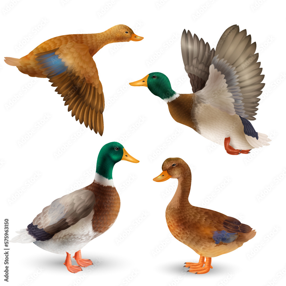 Wild Ducks Set Wild Ducks Set