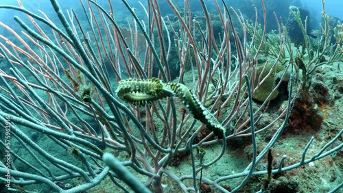 Hermodice Carunculata On Plant Waving Undersea - Oranjestad, Sint Eustatius photo