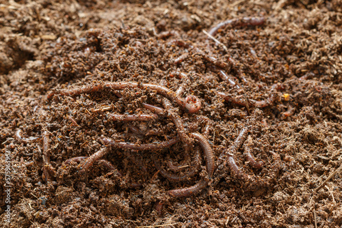 cultured earthworms for removing vermicompost as a fertilizer used in agriculture