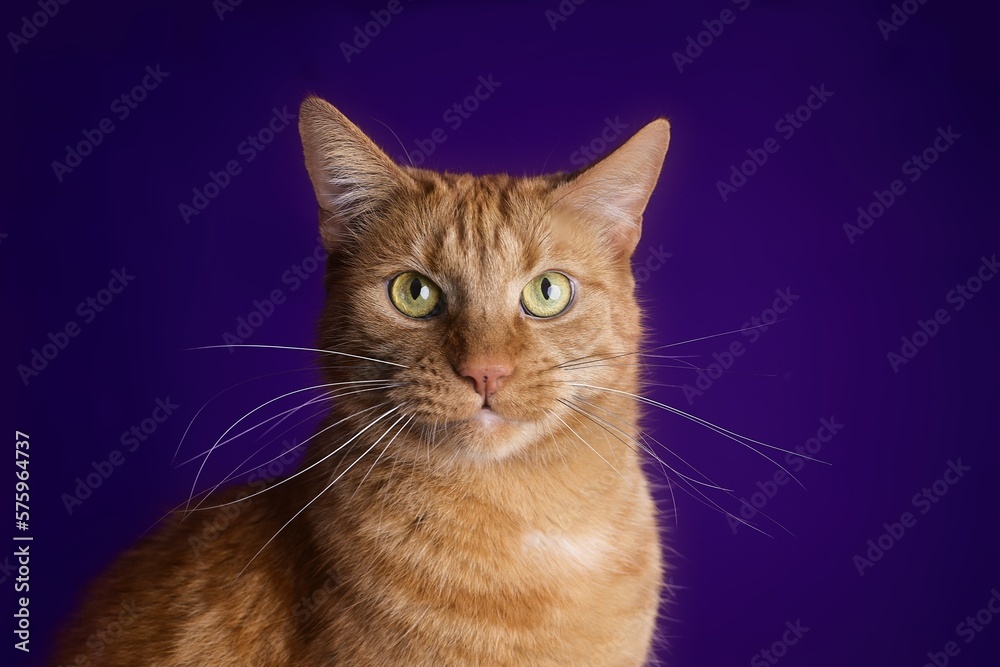 Funny ginger cat looking curious to the camera over dark background. Funny ginger cat looking curious to the camera over dark background.