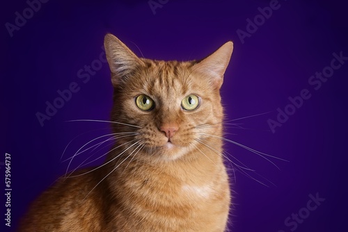 Funny ginger cat looking curious to the camera over dark background. 