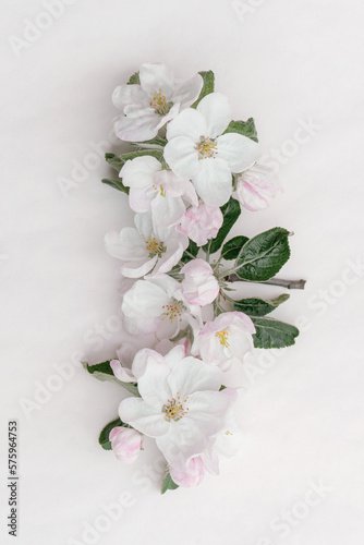 cute graceful fragile delicate spring apple flowers with space for design