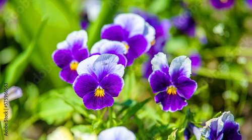 Purple violets on a green natural background 