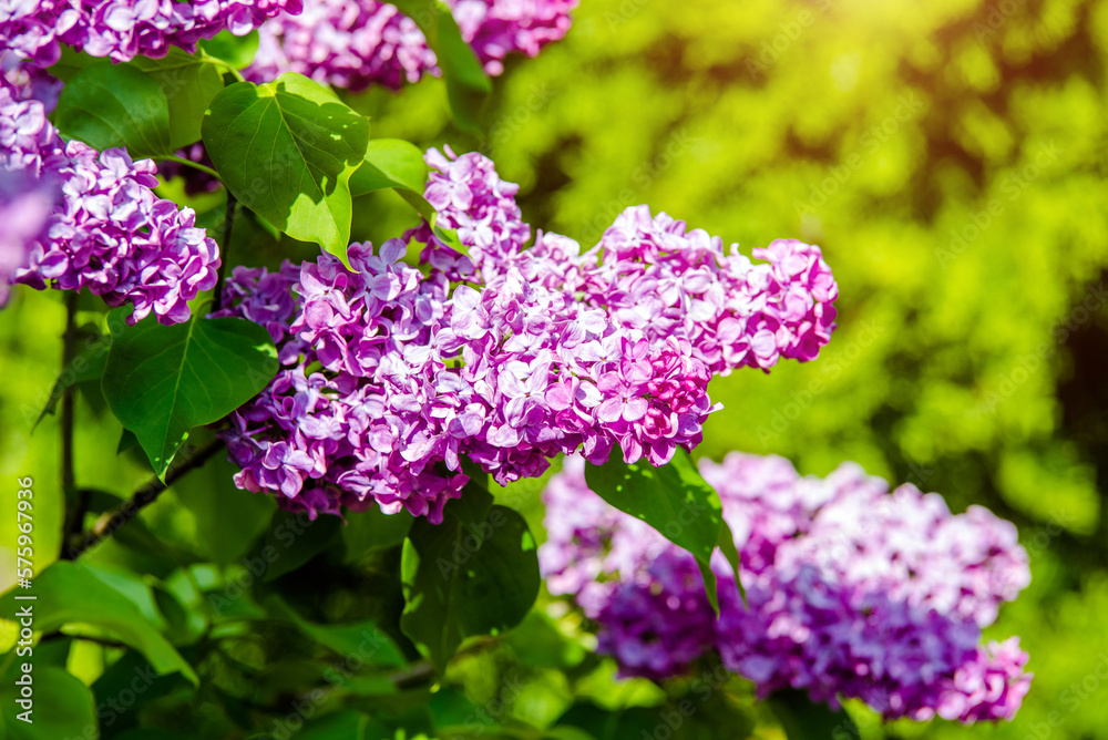 Pink lilac blooms in the Botanical garden
Pink lilac blooms in the Botanical garden