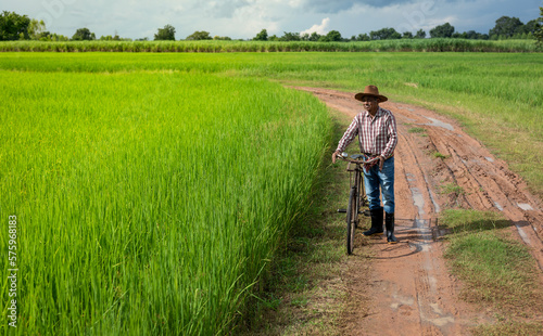 Top view, elderly Asian farmer wearing a shirt and cowboy hat with old bicycles walking in green rice fields. Senior man farmer in countryside Thailand.