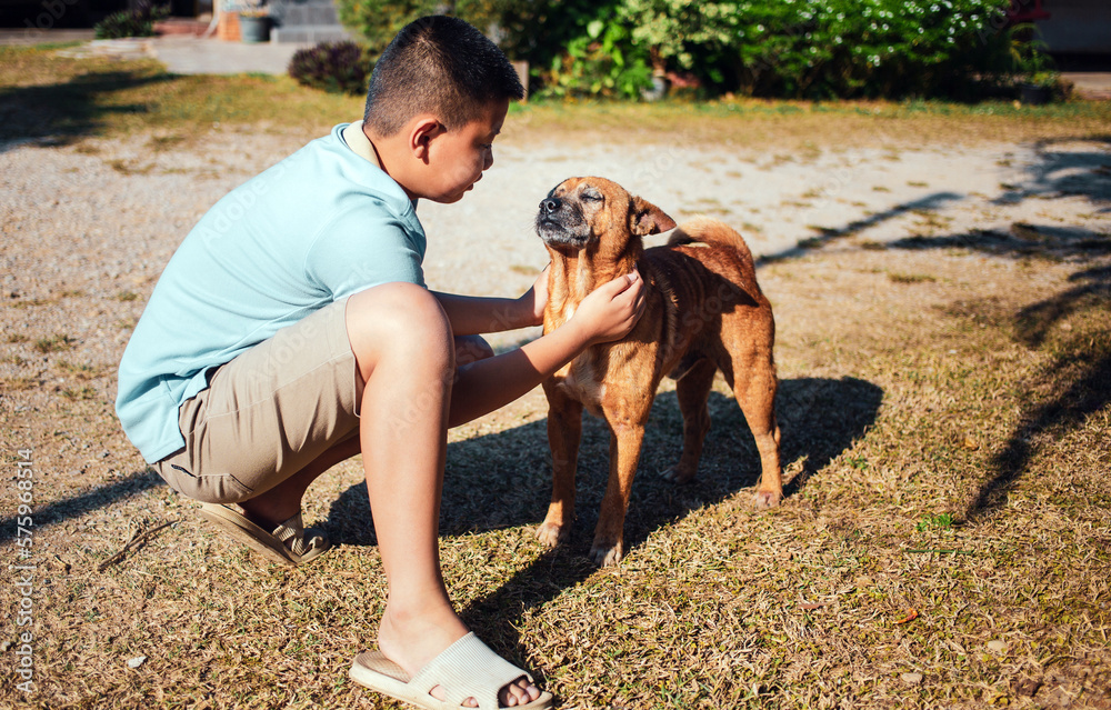 Young Asian boy playing with Alaskan Klee Kai puppy sitting on the grass at home Young Asian boy playing with Alaskan Klee Kai puppy sitting on the grass at home
