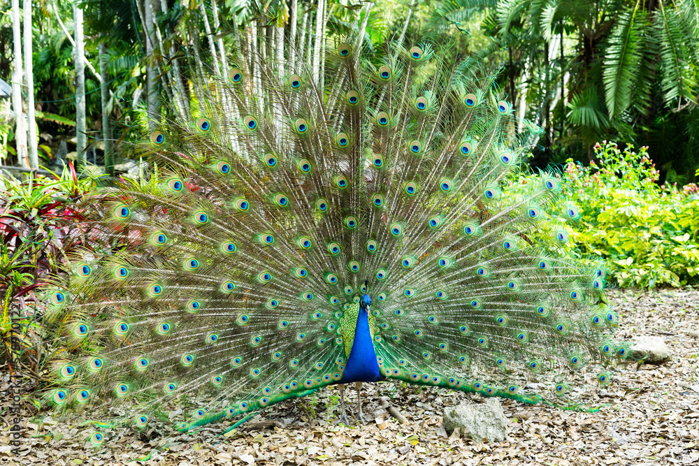 Obraz premium Indian peacock displaying its beautiful colourful train while standing in tropical garden, Fort Lauderdale, Florida, USA