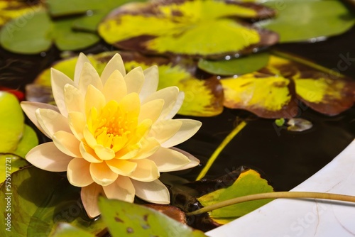 Water lily flower blooming on pond.