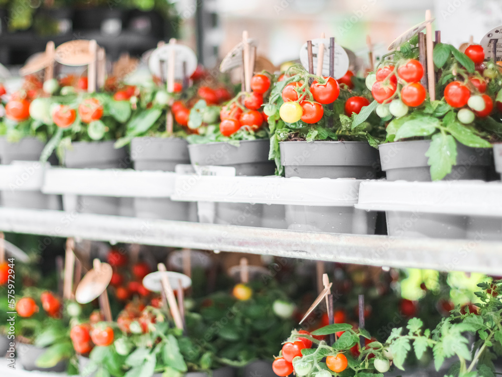 Cherry tomatoes in pots on the counter.