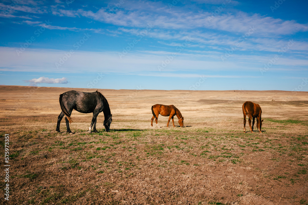 Landscape shot of the Georgian steppe Udabno in Georgia with three horses in the foreground. Wide land and blue sky. endless fields. Warm light on the countryside. Landscape shot of the Georgian steppe Udabno in Georgia with three horses in the foreground. Wide land and blue sky. endless fields. Warm light on the countryside.