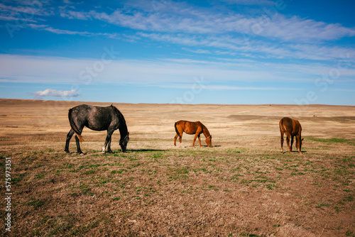 Landscape shot of the Georgian steppe Udabno in Georgia with three horses in the foreground. Wide land and blue sky. endless fields. Warm light on the countryside. © Mirador