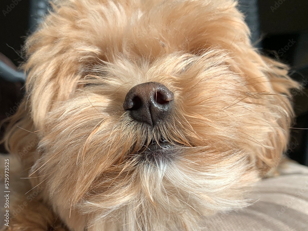 Small fluffy dog breed Maltipu. Brown dog, domestic pet, close-up. Red thoroughbred puppy, family friend. Small fluffy dog breed Maltipu. Brown dog, domestic pet, close-up. Red thoroughbred puppy, family friend.